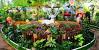 Burj Khalifa Miracle Garden