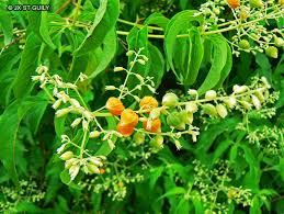 Image result for Hoslundia