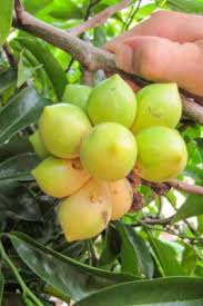 Image result for Artabotrys