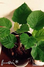 フィカス ウンベラータの育て方 植え替え時期や水やりの頻度は 肥料は必要 Greensnap グリーンスナップ