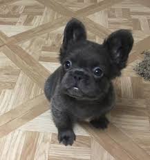 What kind of dog is a fluffy frenchie? Lazy French Bulldog Planter Father S Day Gift Frenchie Etsy In 2021 Baby French Bulldog French Bulldog Funny Bulldog Puppies