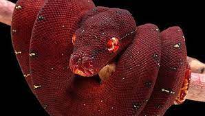 Red Snake Scales Aesthetic Crimson Snake Classy Issue
