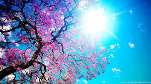 Sunshine Good Mood Wallpapers Green Backgrounds Pictures Computer Background Screen 51759 Hd Wallpaper Backgrounds Download