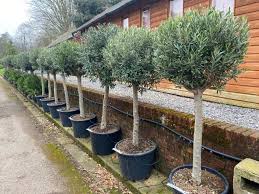 Sapien Plants Co Uk Topiary Ball Shaped Clipped Olive Tree
