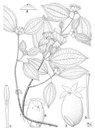 Image result for Tristemma leiocalyx