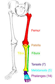 10 amazing facts about the human body you didn't know before 2021 | human body mystery. The Lower Limbs Human Anatomy And Physiology Lab Bsb 141