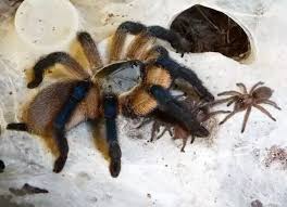 The female spider is a creature with a variable. Do Tarantula Mothers Care For Their Spiderlings Quora