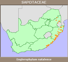 Image result for Englerophytum natalense