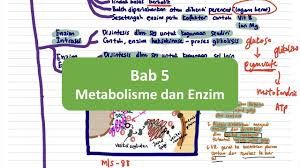 1.0 nutrisi objektif cadangan aktiviti pembelajaran hasil pembelajaran pembelajaran 1.1 memerhati dan. Biologi Spm T4 Bab 5 Metabolisme Dan Enzim Youtube