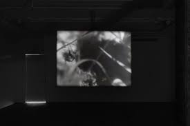 Bildergebnis für Kobby Adi