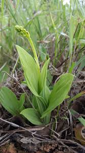 Image result for Brownleea parviflora