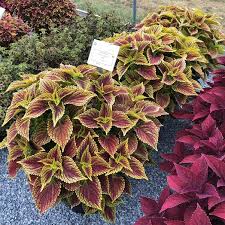 Image result for Coleus zombensis