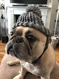 Dog Furbaby Bobble Hat Bulldog French Bulldog Bulldog Breeds