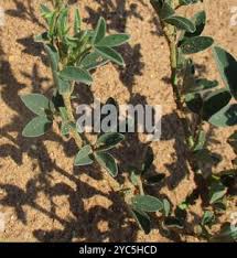 Image result for Crotalaria sphaerocarpa