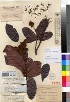 Image result for Magnistipula sapinii