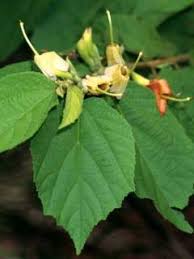 Image result for Helicteres