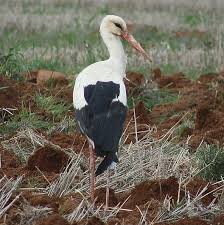 Kazimkarabekir Karaman Yol Kenarinda Yeni Surulen Bir Tarlada Beslenen Leylek Surusu Leylek Kazimkarabekir Karaman Yol Kenarinda Yeni Surul Animals Bird