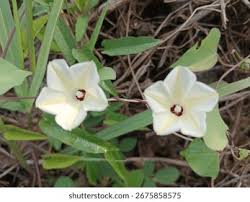 Image result for Xenostegia