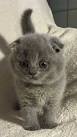 Available kittens - British Shorthair and Scottish Fold Cats