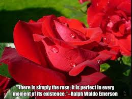 Ralph Waldo Emerson Rose Quote Trendy Plants Roses Are Red Poems Rose Flower Information