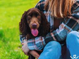 Image result for německý křepelák postava