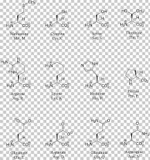 structure chart amino acid png clipart acid amine amino