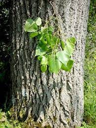 Hat die maus die mandeln und das marzipan gemaust? Schwarz Pappel Baum Des Jahres 2006 Medienwerkstatt Wissen C 2006 2021 Medienwerkstatt