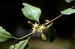 Image result for Erythroxylum zambesiacum