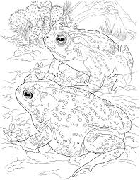 Enter now and choose from the following categories: Sonoran Desert Toad Coloring Page Free Printable Coloring Pages For Kids