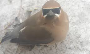 Image result for funny pigeon images