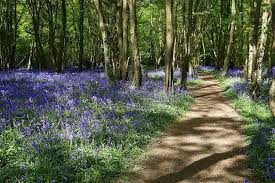 Bluebell Woods British Garden United Kingdom Kingdom Of Great Britain