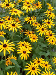 Gelbe Herbstblumen Herbstblumen Blumen Natur