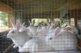 Starting Rabbit Farming Business In Zimbabwe And The Business Plan Backyard Rabbit Farming Raising Rabbits Raising Rabbits For Meat Farming Business