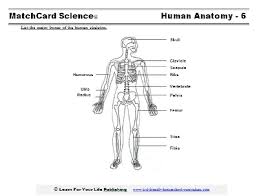 A great addition to a human body unit or halloween work. Human Skeleton Diagram