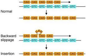 Cag Repeat Expansion Huntington S Disease Bio Informatics And Computational Biology Moved To Github