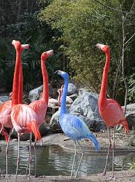 Faruk Tin On Twitter Flamingo Bird Flamingo Pictures Beautiful Birds