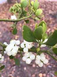 Image result for Santalaceae