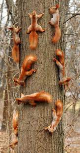 Pin By Lynette A On Animals Cute Squirrel Animals Wild Cute Animals