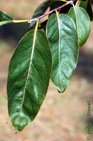 Image result for Ebenaceae