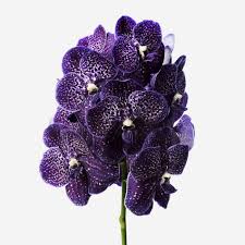 .vanda, growing roots, new roots, grooming orchids, beginner vanda orchid care, how to care for vanda orchids, orchid care, vanda orchid care, cleaning vanda roots, cutting vanda roots. Starry Night Vanda Cut Orchid Flowers Flowerbx