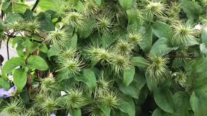 Check spelling or type a new query. What To Do With Clematis When They Are Done Flowering Youtube