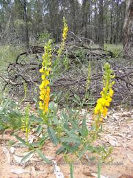 Image result for Crotalaria misella