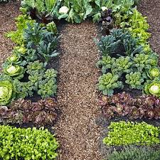 Cool Greens Planting Plan Overall Size Is 13 Feet Long 8 Feet Across Each Bed Is 3 Feet Wide Plant Low Growers In Front And Tall Ones In Back So All Crops