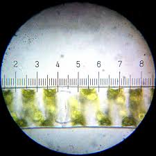 Dinding lateral sel terdiri dari tiga lapis. Zygnematales