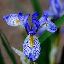 Wild Blue Iris Seeds Flower Seeds In Packets Bulk Eden Brothers Blue Iris Flowers Iris Flowers Flower Seeds