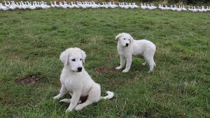 0:13 mike shaw 8 598 просмотров. A Farmer Is Training Two Puppies To Protect His Poultry From Predators Bbc News