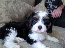 Black And White Maltese Cav A Tese Cavalier King Charles Spaniel Mixed With Maltese Puppies Dog Pictures Cute Animals