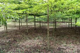 Image result for Terminalia superba