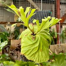 Image result for Platycerium