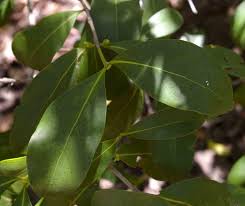 Image result for Pyrostria bibracteata